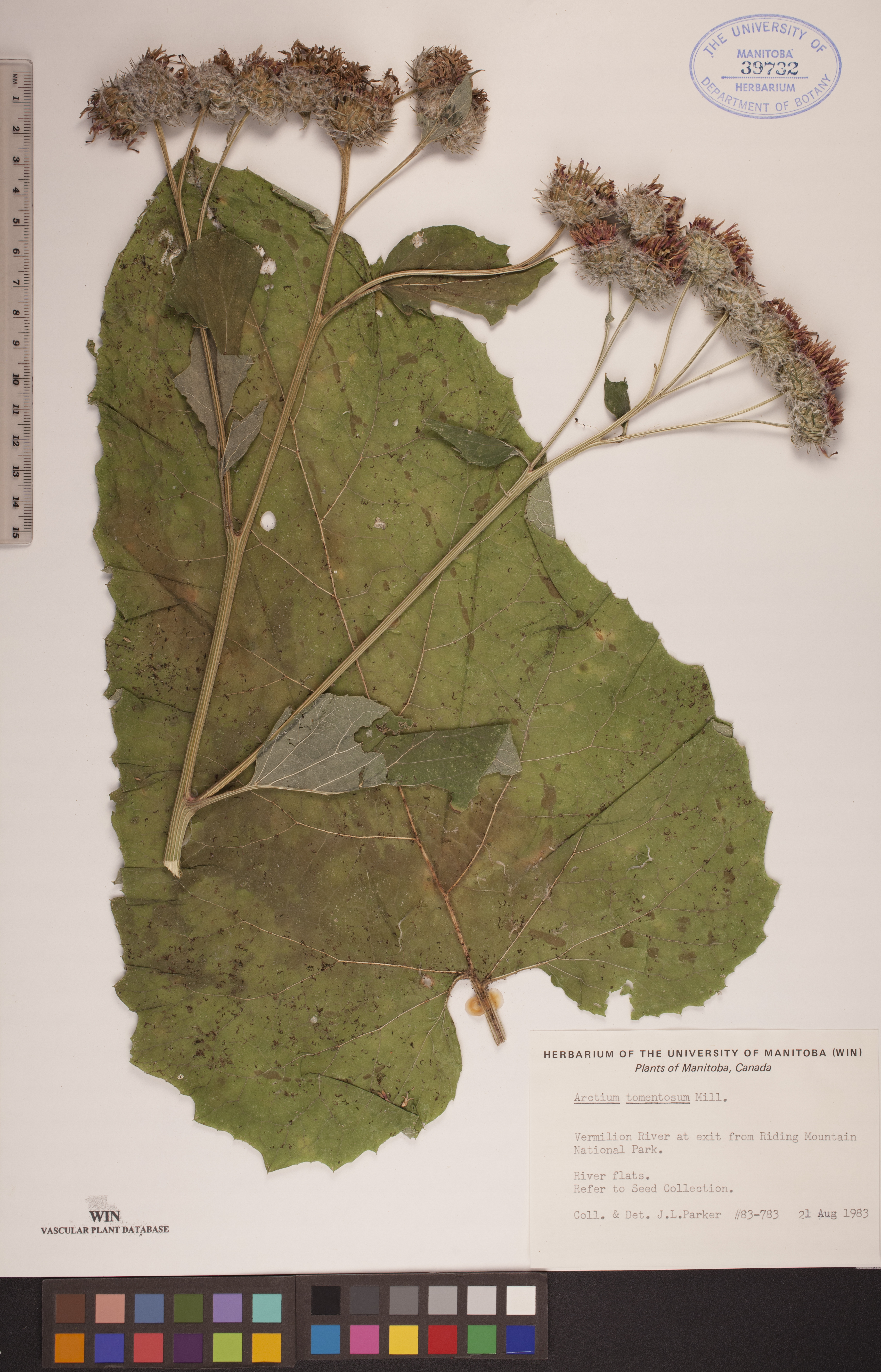 Arctium tomentosum image